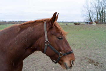 Obraz premium HORSES