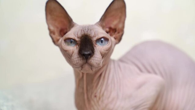 Canadian Sphynx. cat breed without hair. hypoallergenic pet. 