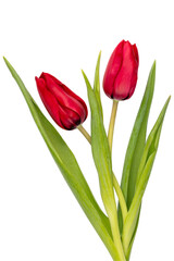 Red tulip flower isolated on white background.