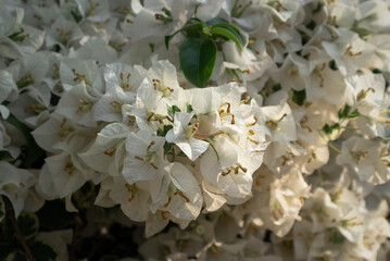 Natural Wild Flowers in Nature