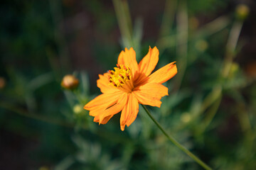 Natural Wild Flowers in Nature