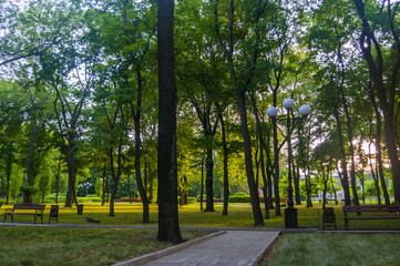 Fototapeta premium spring city Park - blooming flower and trees, bright green grass, sunlight