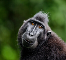 Portrait of a сelebes crested macaque. Close-up. Indonesia. Sulawesi.