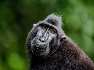 Portrait of a сelebes crested macaque. Close-up. Indonesia. Sulawesi.