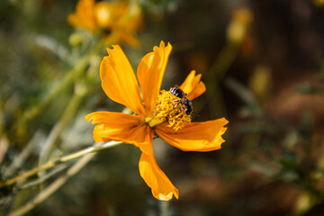 Natural Wild Flowers in Nature