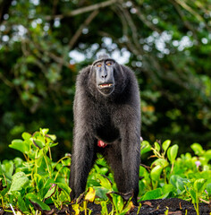 Obraz premium Celebes crested macaque is standing on the sand against the backdrop of the jungle. Indonesia. Sulawesi.