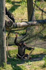 young Chimpanzee