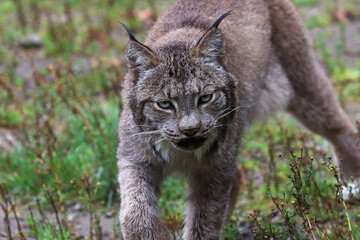 Obraz premium A lynx stauks in the summer grass