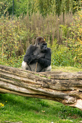 silverback gorilla