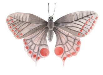 Beautiful butterfly clipart watercolor illustration.