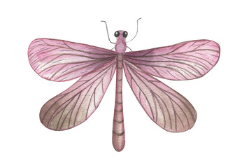 Dragonfly watercolor illustration.Hand drawn.