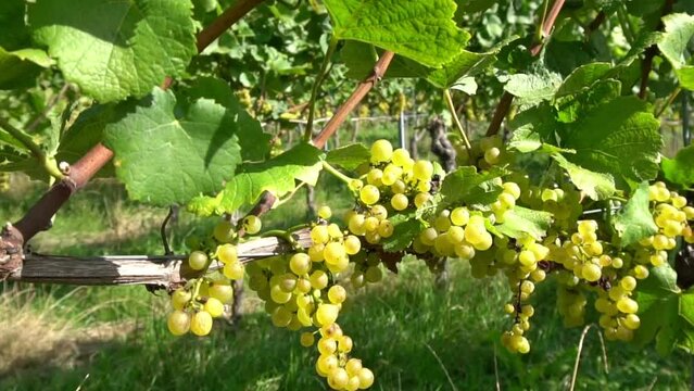 Wei&szlig;weinreben mit Weintrauben in der Sonne - Wein Anbau im Kaiserstuhl - Zeitlupe bei 25 FPS