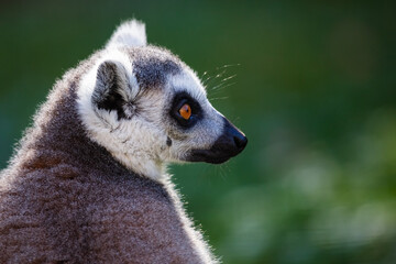 Fototapeta premium Ring-tailed lemur monkey. Mammal and mammals. Land world and fauna. Wildlife and zoology.