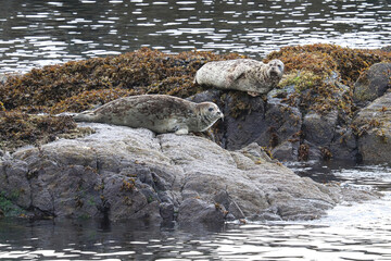 Common seals basking on rocks during the summer © Amelia