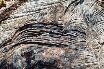 Wood abstract texture. Surface grunge backdrop. Dirty wooden effect pattern. Material background.