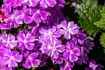 Fototapeta na wymiar Purple and white flowers