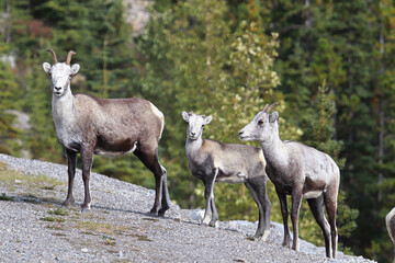 Naklejka premium Closeup of mountain sheep walking close to a road