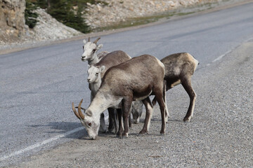 Obraz premium Closeup of mountain sheep licking salt on a the highway