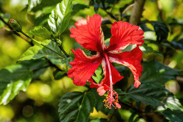 Bright red hibiscus flower