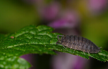 Woodlouse on a lamium leaf