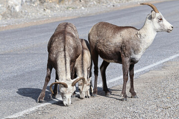 Fototapeta premium Closeup of mountain sheep licking salt on a the highway