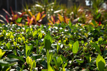 Obraz premium Tea Plants and Trees Cultivation