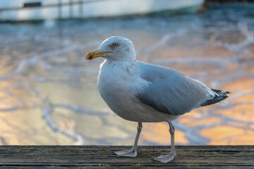 Seagulls at winter. Frozen Copenhagen canal. Cold sunny winter day in Denmark Europe