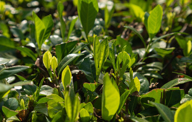 Tea Plants and Trees Cultivation