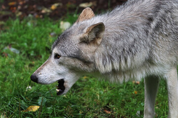 Side view portrait of a wolf's head