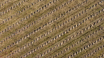 Pattern. grape viewed from above. Picture taken from drone