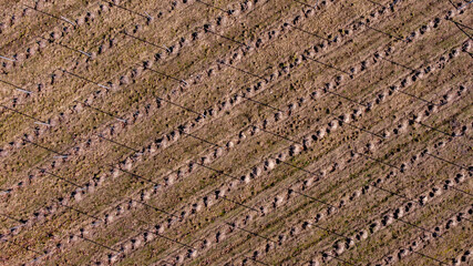Grrape field from drone.  - obrazy, fototapety, plakaty