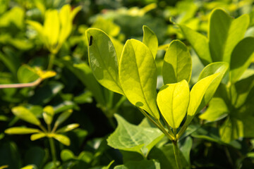 Tea Plants and Trees Cultivation