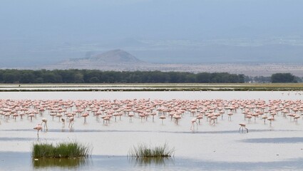 flamingos in the lake