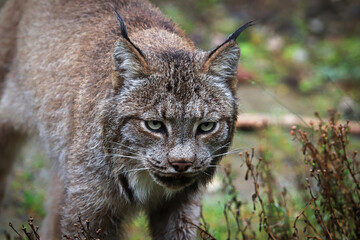 Closeup portarit of a lynx's head and ears