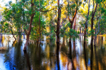 Murrumbidgee river green trunks