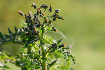 thistle with flowers and drops of dew