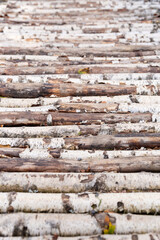 Birch logs in rows for the bridge in the village. the trees are stacked. wood