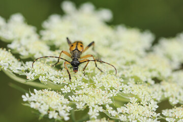 insecte sur buisson blanc 