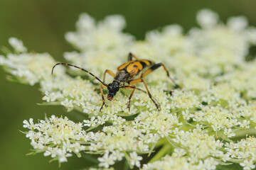 l'insecte et la fleur 