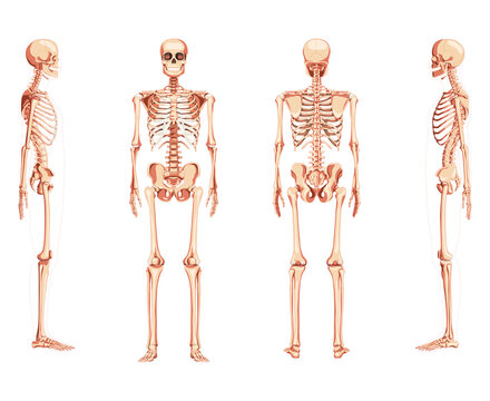 Set of Skeleton Human front back side view with two arm poses ventral, lateral, and dorsal views. Realistic flat natural color concept Vector illustration of anatomy isolated on white background