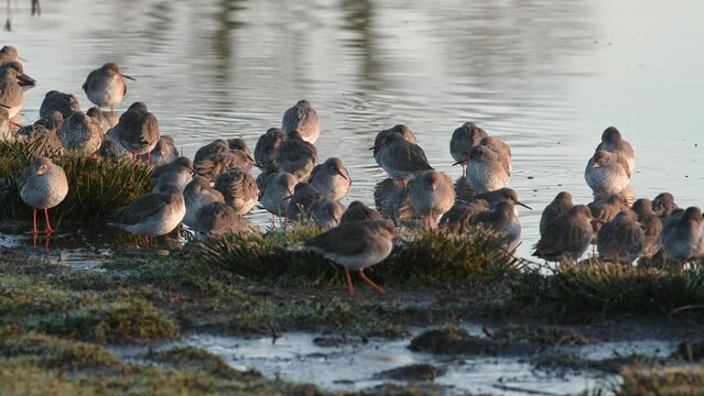 Common Redshanks, Tringa totanus in environment