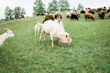 Little girl feeding goats on the farm. Agritourism concept. Life in the countryside