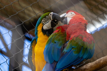 Blue-and-yellow Macaw and Red-and-Green Macaw pecking each other in captivity