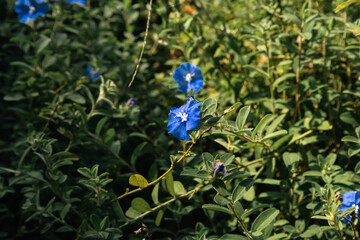 Natural Wild Flowers in Nature