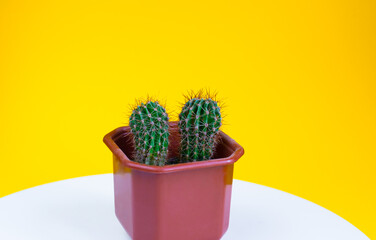 Two cactuses in brown pot,  yellow background, white table. Minimalism home interior,  green succulent plants . Colorful Scandinavian style home plants with copy space. Still life yellow background.