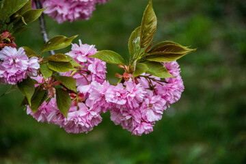 pink flowers