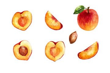 Clipart with peaches in watercolor