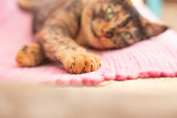 Cat shows its paw close up. Homeless cat with green eyes. Tortie two colored cat  on pink sofa in the veterinary care office.