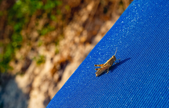 Little green grig or grasshopper on blue fabric of beach lounger. Tropical fauna. Migrating dessert locust  outbreak. Hot climate problems and agriculture threats.
