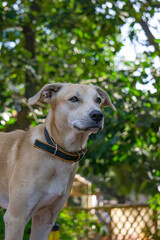 Portrait of a blonde yellow retriever lab mixed breed mongrel mutt dog